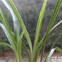 春兰水晶丝草 - 中国兰花交易网