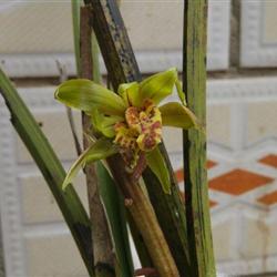 下山蕙兰多瓣多舌奇花带花