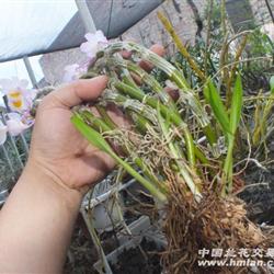 玫瑰石斛