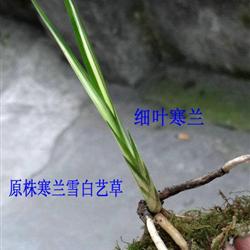 山上老乡家淘到的原株细叶寒兰顶级雪白艺草