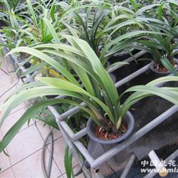 墨兰新品斑兰 - 中国兰花交易网