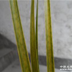 下山蕙兰蛇皮斑草