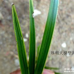 【下山蕙兰-后明 大棵型 黄边草 】 - 中国兰花交易网