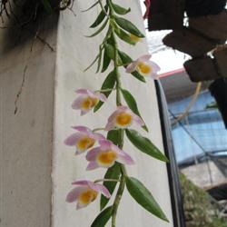 美花石斛(带植板.挂钩)
