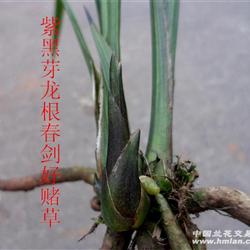 紫黑芽龙根春剑好赌草