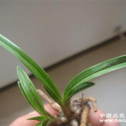 下山龙根春兰头型矮草 - 中国兰花交易网