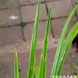 下山蕙兰赌梅草