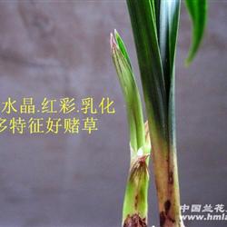 春水晶.红彩.化.变异等征好草