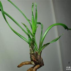 (4)水晶矮草扭叶赌草(引种苗)现切苗 - 中国兰花交易网