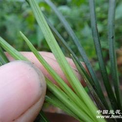 奇叶赌草! - 中国兰花交易网