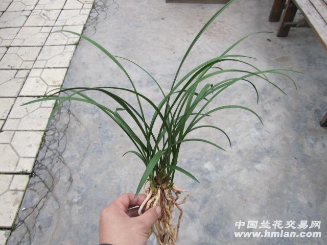 吉祥的"小金狗"一只.当然,春兰"神舟奇蝶"也将会从此成高清图片