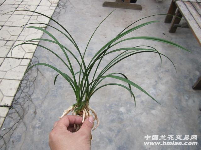 吉祥的"小金狗"一只.当然,春兰"神舟奇蝶"也将会从此成高清图片