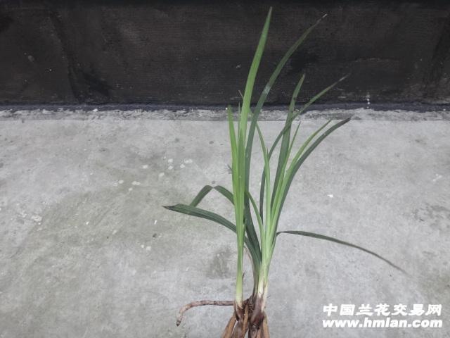 好壮的程梅-蕙兰篇-中国兰花交易网社区