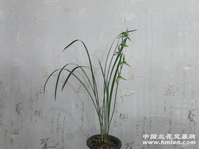 舌头又短又圆的不卷舌-寒兰篇-中国兰花交易网