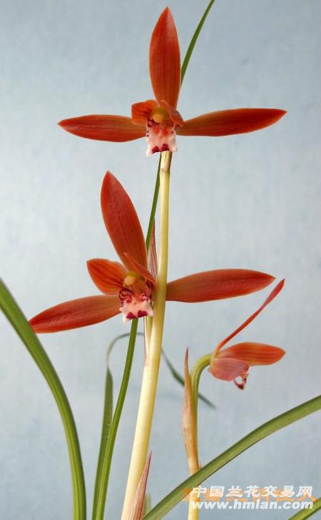 俏佳人,豆瓣兰3苗1芽带花苞