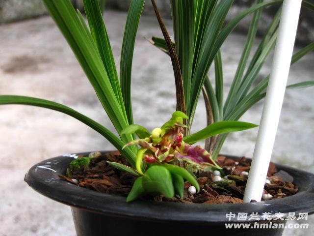 玉祥牡丹(壮苗)