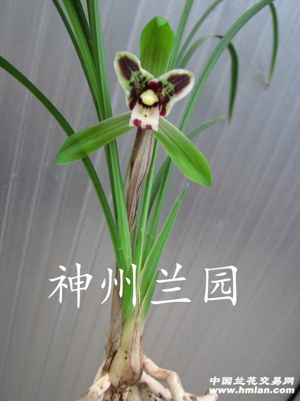 黑猫蕊蝶(带花现开)1 中国兰花交易网