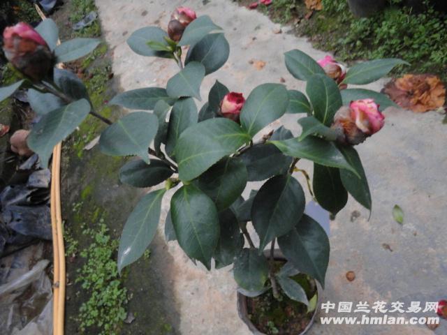 大海伦 茶花