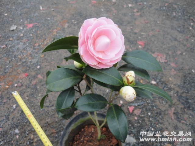 矮形"宫粉"茶花