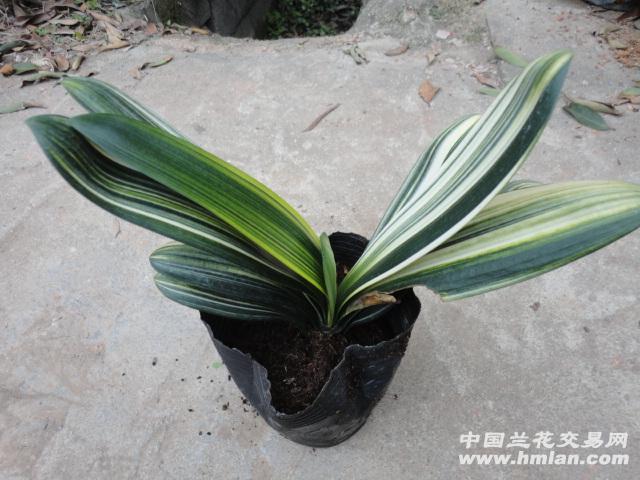 特选 高叶艺君子兰图片