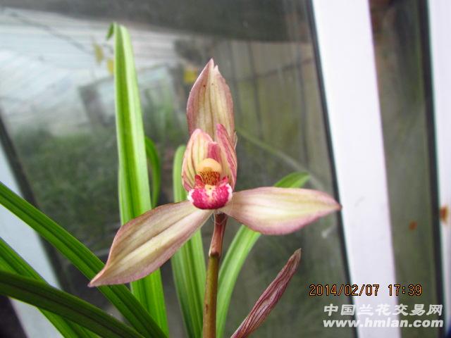春新品红花荷瓣,大红圆舌,开品好,只有几苗草,现让前垄