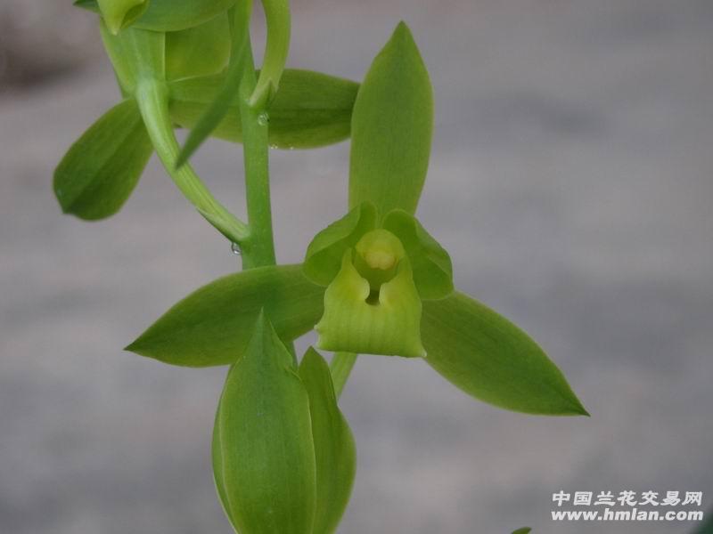 墨兰荷型素花,皇帝.中矮叶材,线条流畅,大花荷型,绿杆绿花,花大出架.