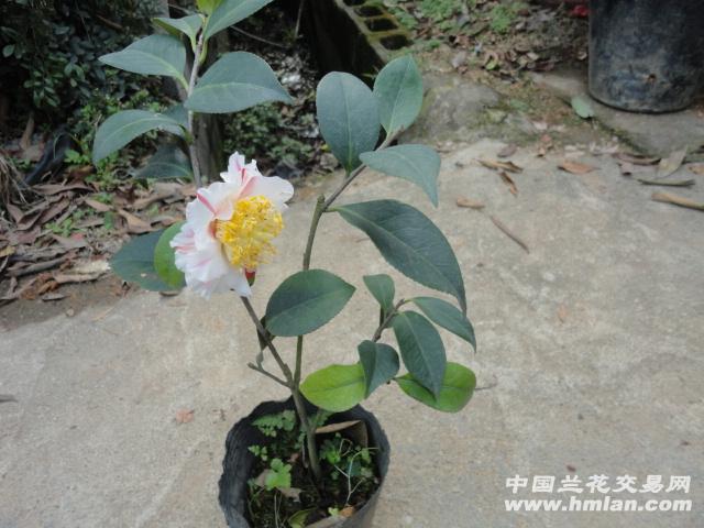 特价现花拍 香太阳茶花 32公分