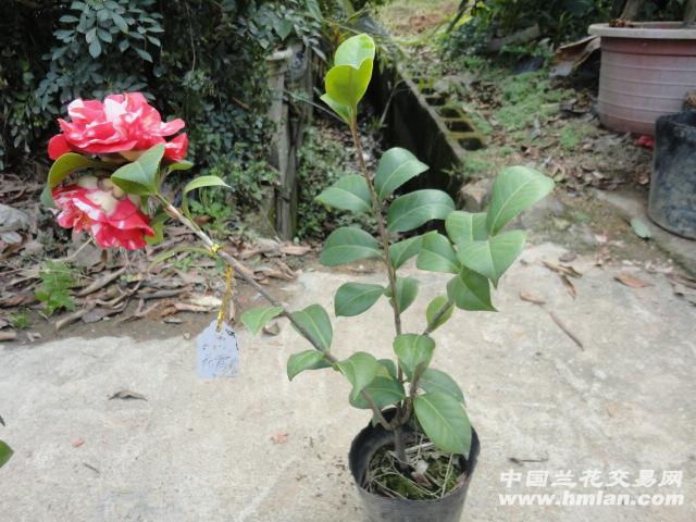 特价现花拍 花蝴蝶茶花 38公分