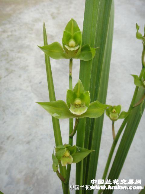 所有分类 传统品种 送春 水仙瓣 华夏奇珍--前垄苗b  此草产自马边