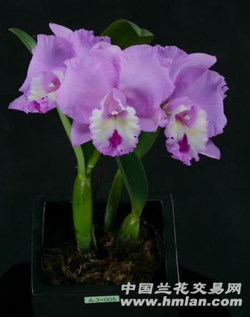 【粉红花最佳株型】戴安娜 - 中国兰花交易网