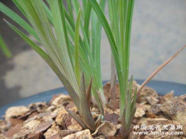 大盆豆瓣红芽草爽