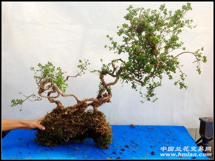 珍珠黄杨---编号:a862*五折出售*