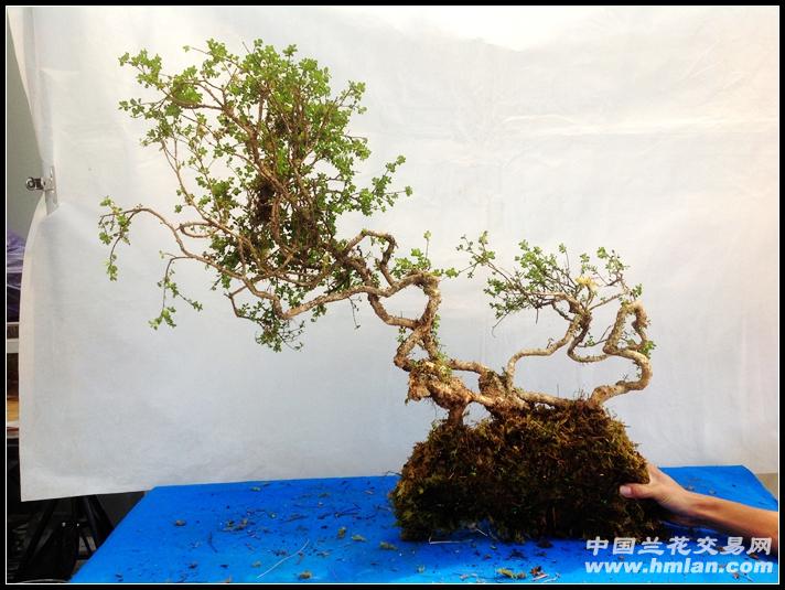 珍珠黄杨---编号:a862*五折出售*