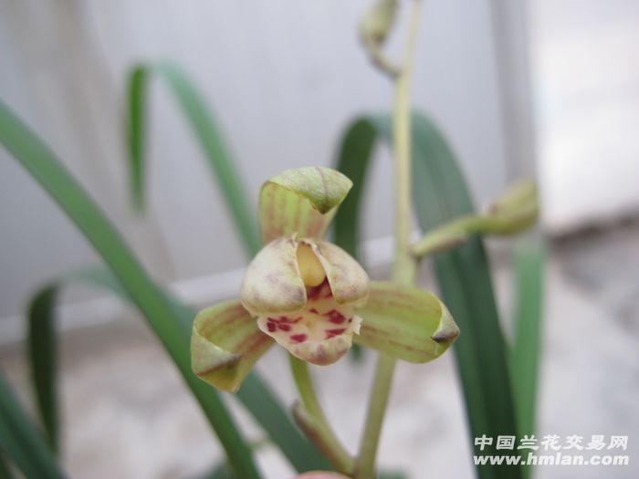 黑水晶 - 中国兰花交易网