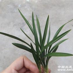 翠盖荷 春兰矮种荷瓣 4壮苗带花带芽