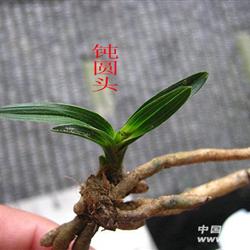 蕙兰钝圆头矮种