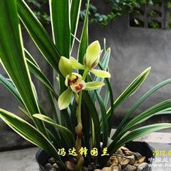 18960121888 - 兰花网店 - 中国兰花交易网