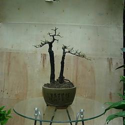 精选金弹子熟桩33---文人双杆