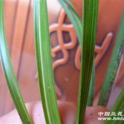 下山蕙兰水晶丝