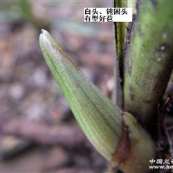 蕙=白头钝头有型苞*圆钝叶甲 - 中国兰花交易网