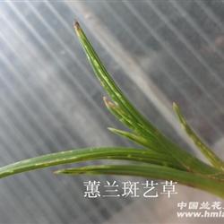 非常漂亮的蕙兰水晶斑艺龙根草