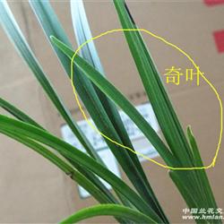 嫩苗奇叶下山春剑【赌花草】