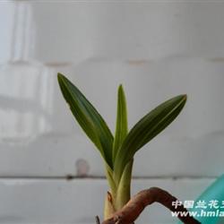 刚下山蕙兰矮种叶形(龙根)