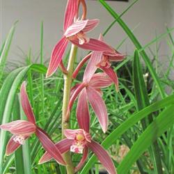 云南下山墨兰红花5苗1箭花正开