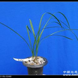 大唐盛世超壮苗带花苞