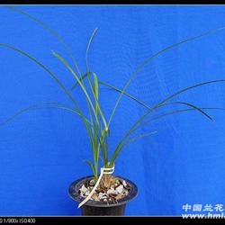 大唐盛世超壮苗带花苞