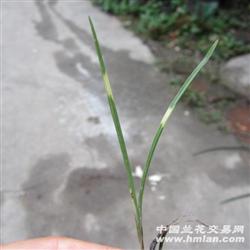 蕙兰斑草