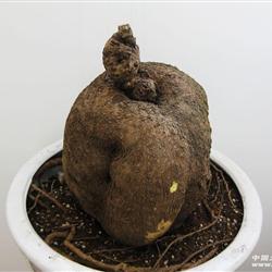 7云南种野生种山乌龟(超大4.3公斤,1个)