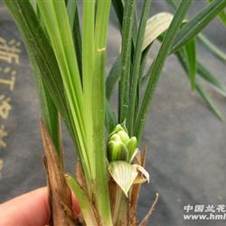 特拍春兰梅瓣壮苗(带花苞)