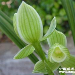 莲瓣精品荷素如意素荷2前龙苗带花带2大芽